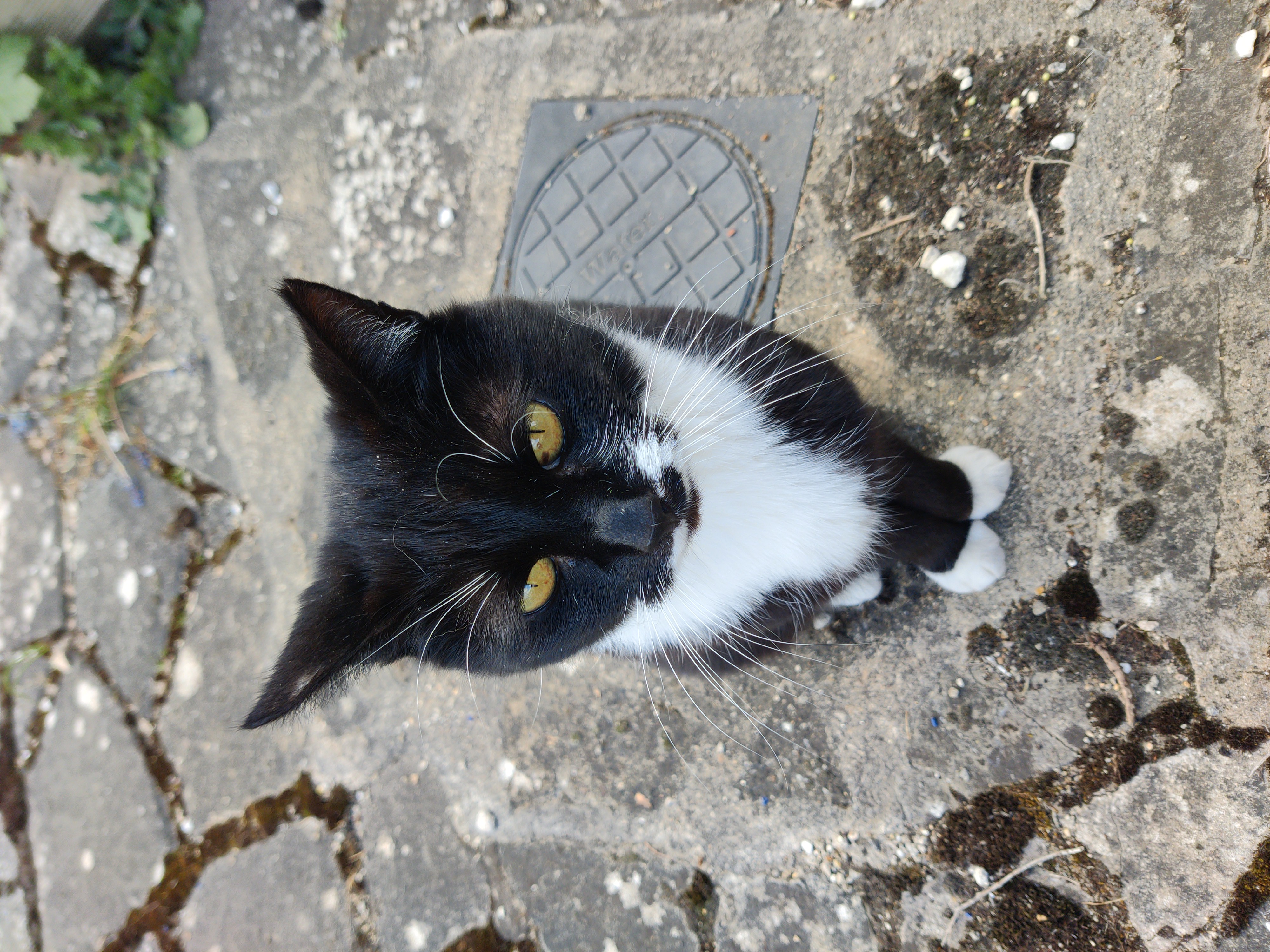 black and white cat sitting on the pavement, looking at the camera